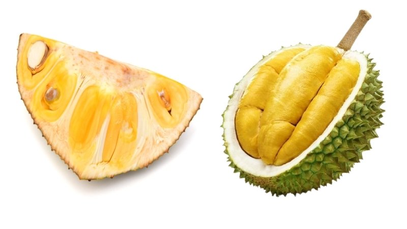 Mít và sầu riêng